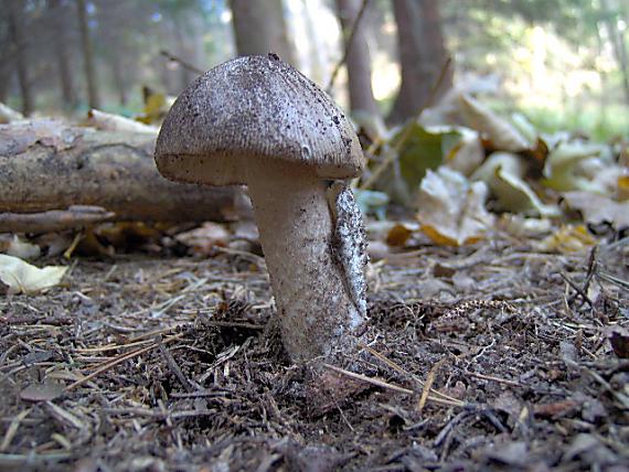 muchotrávka Amanita sp.