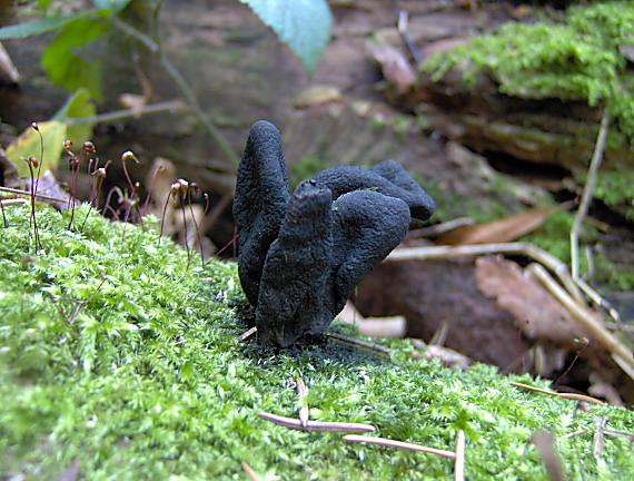 drevnatec kyjakovitý Xylaria polymorpha (Pers.) Grev.