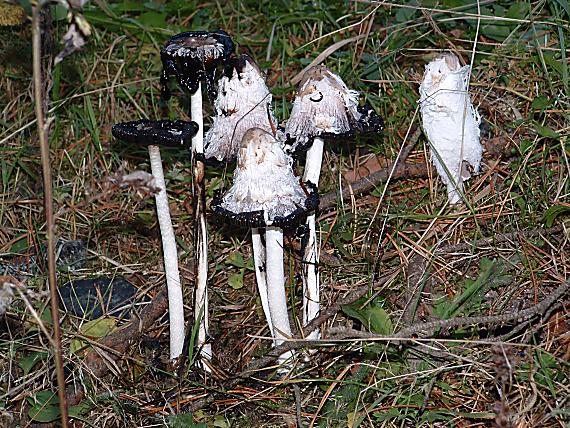 hnojník obyčajný/Hnojník obecný Coprinus comatus (O.F. Müll.) Pers.