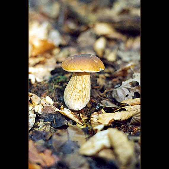 hríb Boletus sp.