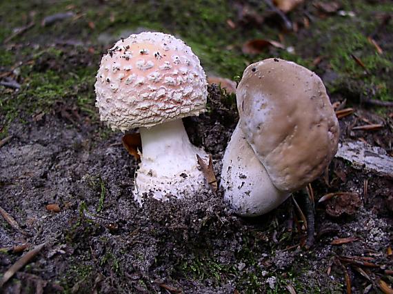 hríb dubový, Muchotrávka červená Boletus reticulatus Schaeff.