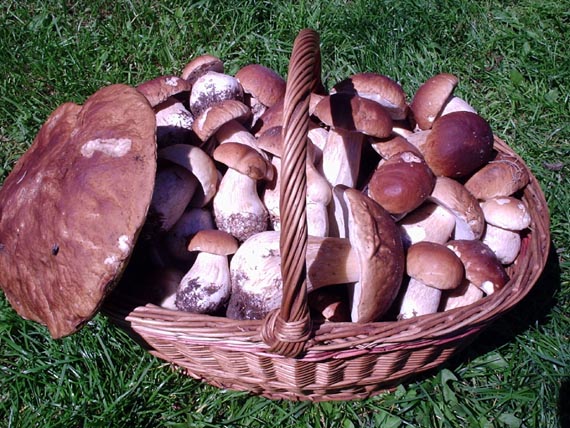 išiel som na černice, no dubáky boli krajšie - šťastie začiatočníka. Boletus reticulatus Schaeff.