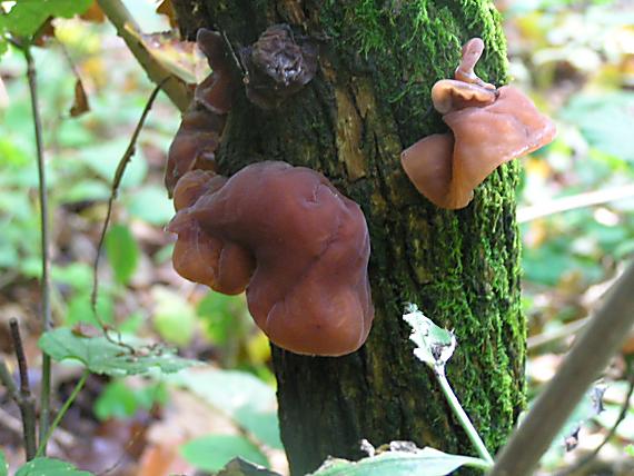 uchovec bazový Auricularia auricula-judae (Bull.) Quél.