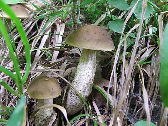 kozák brezový Leccinum scabrum (Bull.) Gray