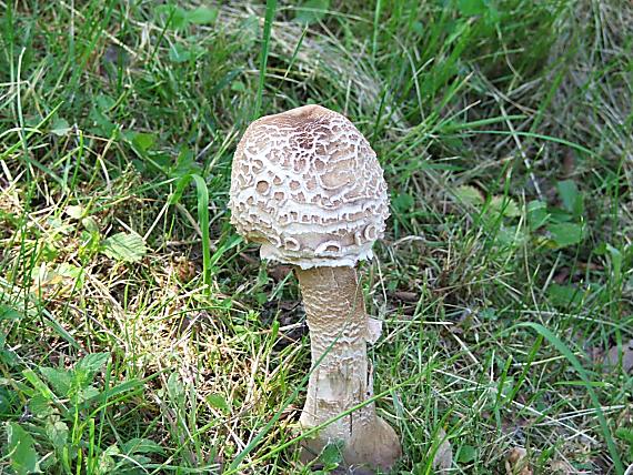 bedľa Macrolepiota sp.