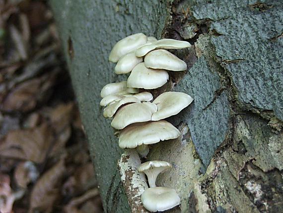 hliva buková Pleurotus pulmonarius (Fr.) Quél.