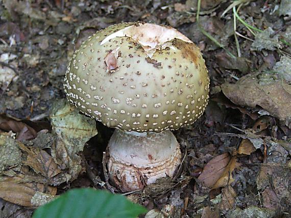 muchotrávka červenkastá Amanita rubescens Pers.