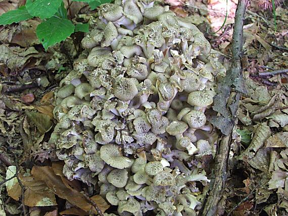 trúdnik klobúčkatý Polyporus umbellatus (Pers.) Fr.