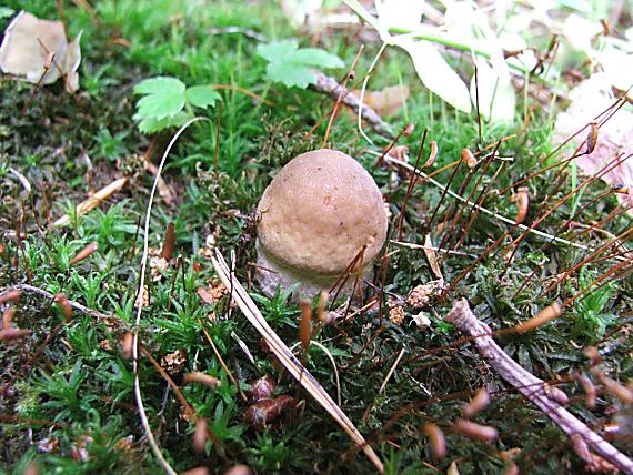 kozák Leccinum SP.