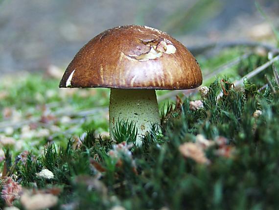 masliak Suillus sp.