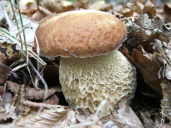 hríb smrekový Boletus edulis Bull.