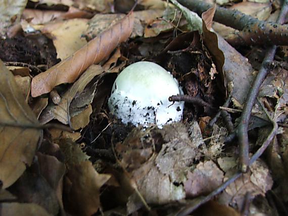 muchotrávka zelená Amanita phalloides (Vaill. ex Fr.) Link