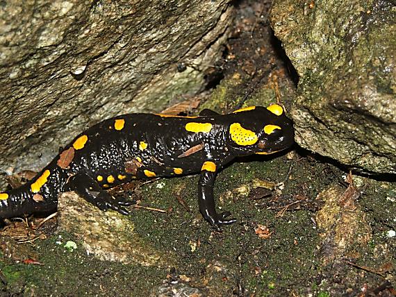 salamandra skvrnita