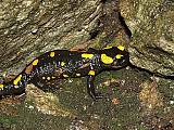 salamandra skvrnita