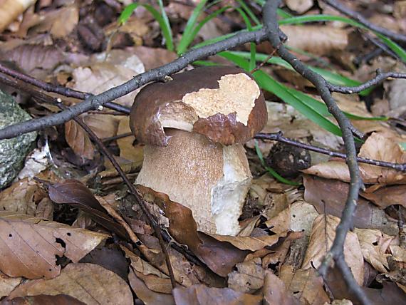 hríb dubový Boletus reticulatus Schaeff.