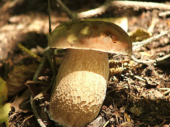 hríb dubový Boletus reticulatus Schaeff.