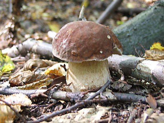 hrib boletus sp.