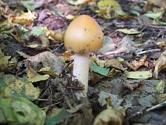 muchotrávka Amanita sp.