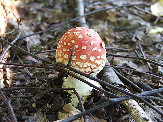 muchotrávka červená Amanita muscaria (L.) Lam.