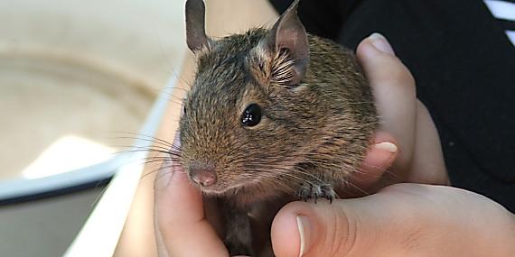 osmak degu