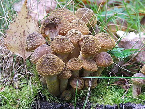 podpňovka Armillaria sp.