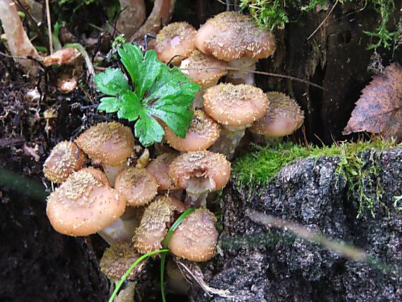 podňovka Armillaria sp.