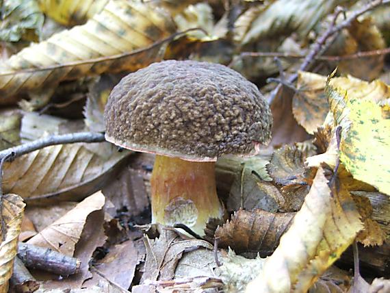 suchohrib Xerocomus sp.