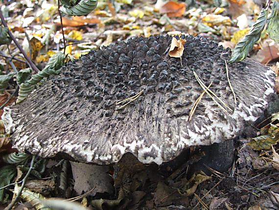 šiškovec šupinatý Strobilomyces strobilaceus (Scop.) Berk.