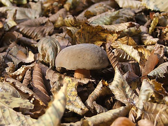 suchohrib Xerocomus sp.