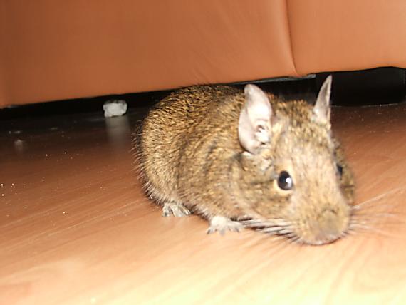 osmak degu