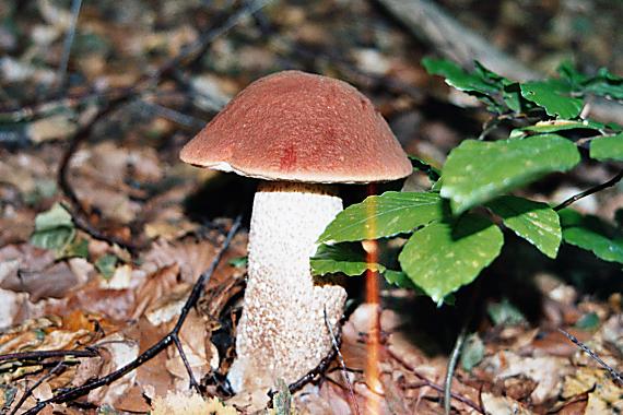 kozák Leccinum sp.