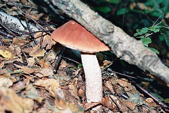 kozák Leccinum sp.