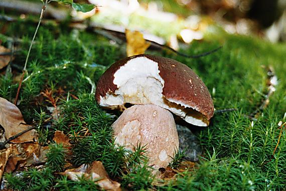 hríb Boletus sp.