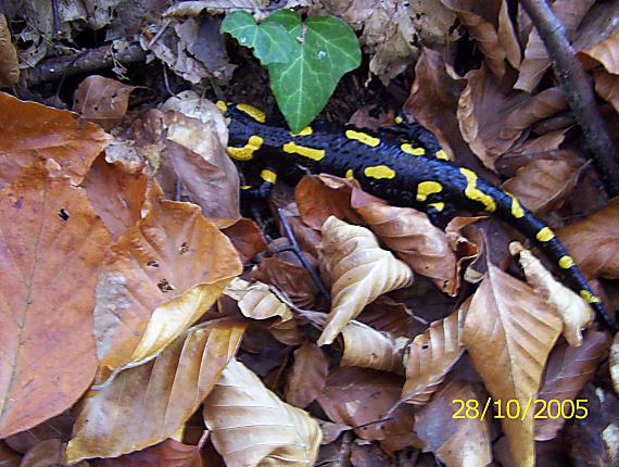 salamandra škvrnitá