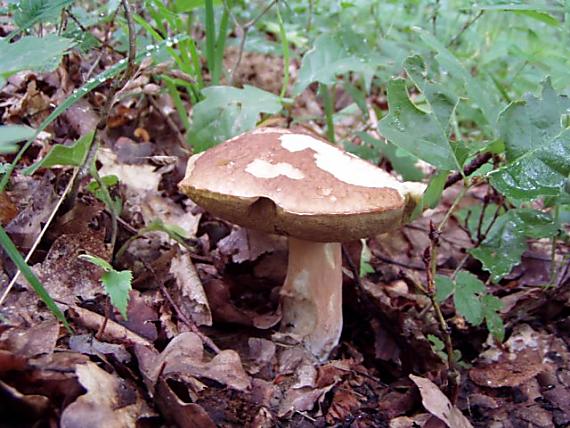 hríb dubový Boletus reticulatus Schaeff.