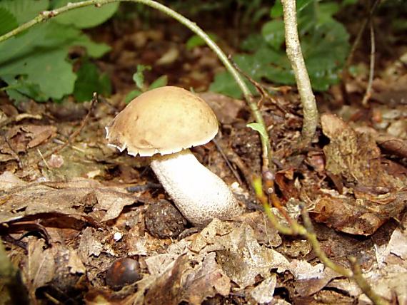 kozák hrabový Leccinum pseudoscabrum (Kallenb.) Šutara