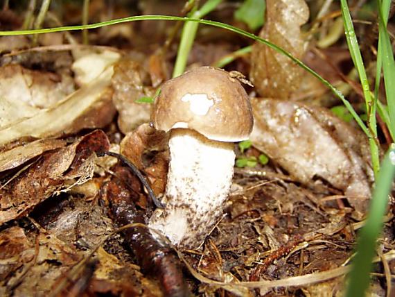 kozák hrabový Leccinum pseudoscabrum (Kallenb.) Šutara