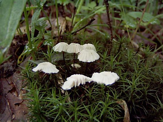 tanečnica golieriková Marasmius rotula (Scop.) Fr.