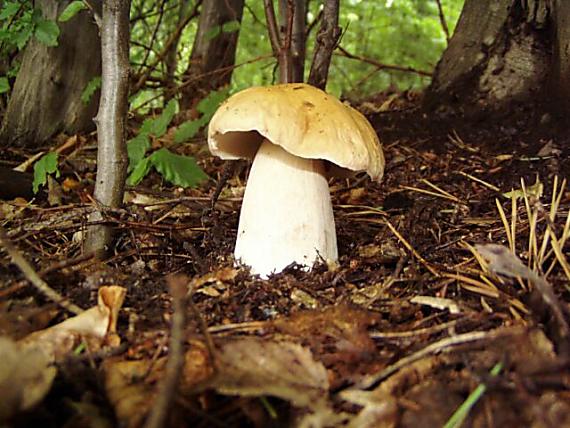 hríb Boletus sp.