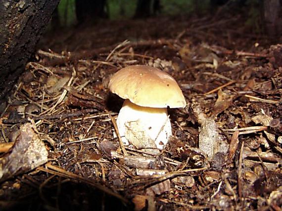 hríb Boletus sp.