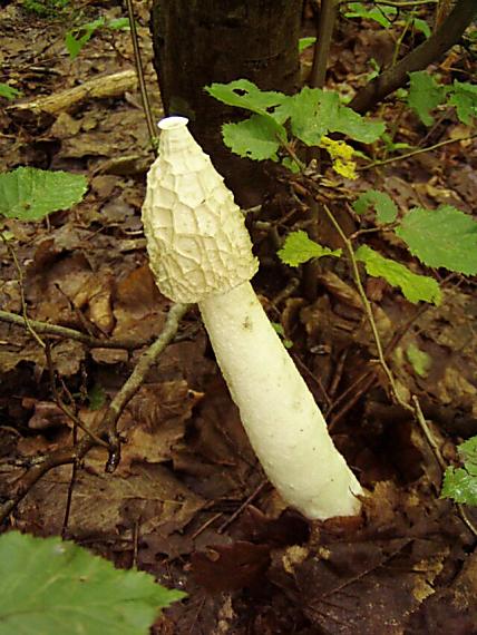 hadovka smradľavá Phallus impudicus L.