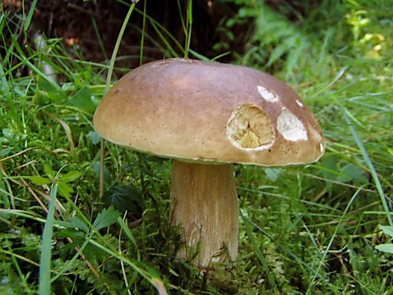 hríb smrekový Boletus edulis Bull.