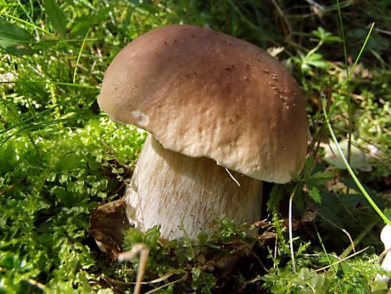 hríb smrekový Boletus edulis Bull.