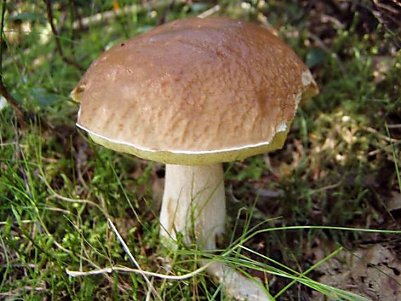 hríb smrekový Boletus edulis Bull.