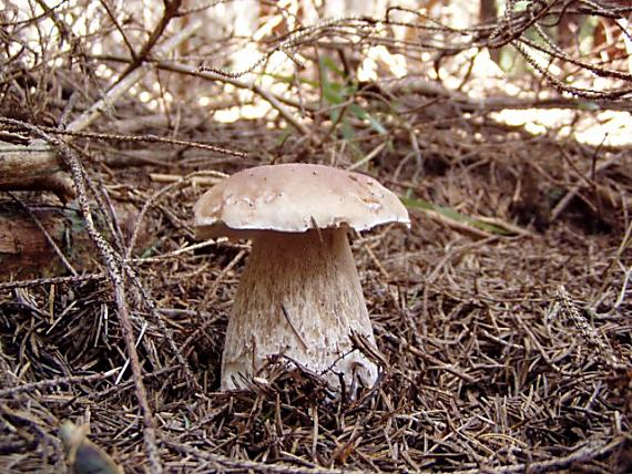 hríb smrekový Boletus edulis Bull.