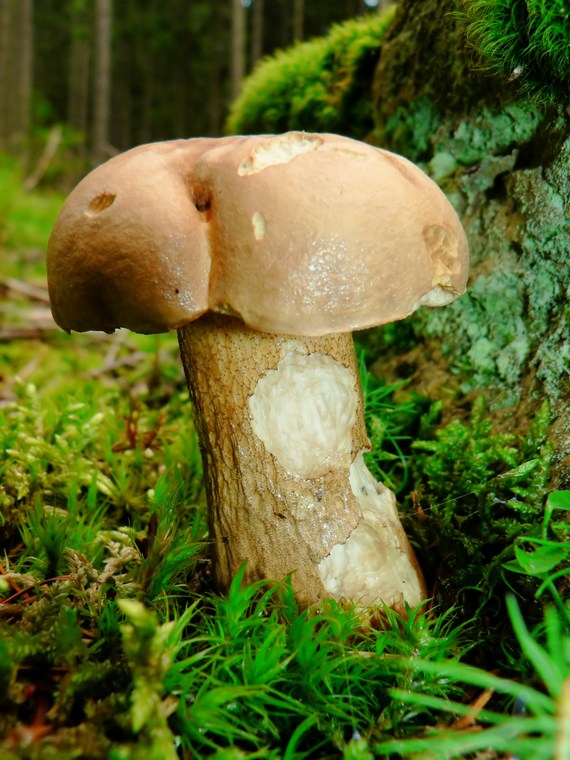 podhríb žlčový Tylopilus felleus (Bull.) P. Karst.