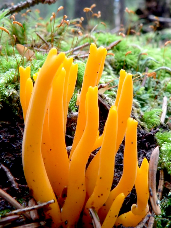 parôžkovec lepkavý Calocera viscosa (Pers.) Fr.