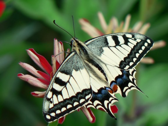 vidlochvost feniklový Papilio machaon