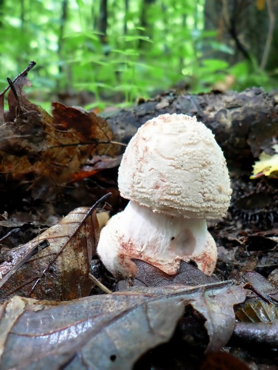 muchotrávka červenkastá Amanita rubescens Pers.