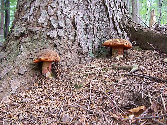 hríb zrnitohlúbikový Sutorius luridiformis (Rostk.) G. Wu & Zhu L. Yang